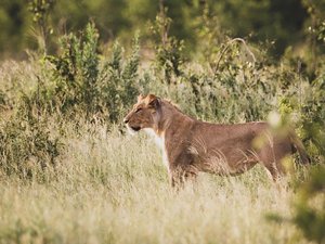 Eine Löwin hält Ausschau im dichten Gras.