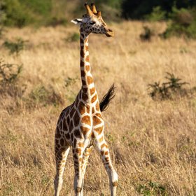 Giraffe schlendert durch die Savanne