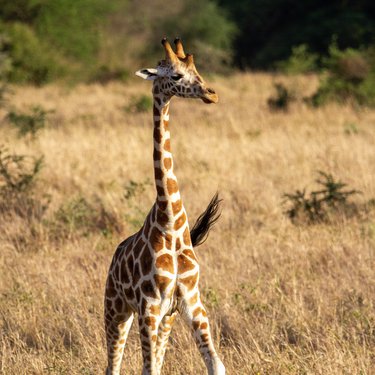 Giraffe schlendert durch die Savanne