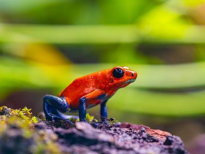 Blue-Jeans-Frog auf einem Stein