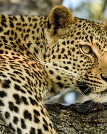 Leopard auf einem Ast im Baum