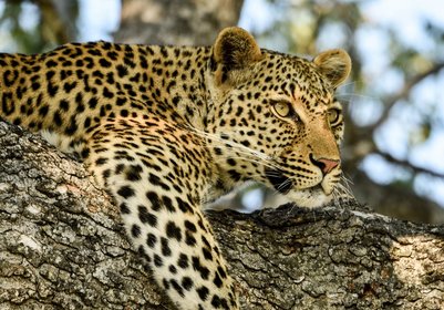 Leopard auf einem Ast im Baum