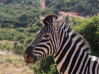 Zebra schaut in die Kamera