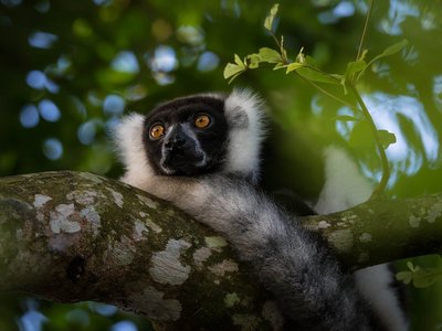 Varecia variegata variegata auf einem Ast in Madagaskar