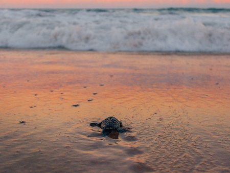 Babyschildkröte auf dem Weg ins Meer bei Sonnenuntergang