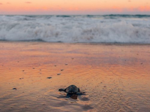 Babyschildkröte auf dem Weg ins Meer bei Sonnenuntergang