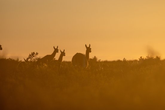 Herde Guanakos im orangenen Sonnenuntergang