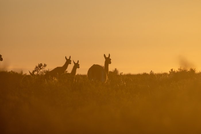 Herde Guanakos im orangenen Sonnenuntergang