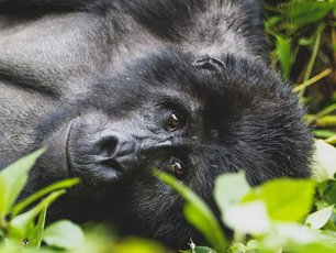 Berggorilla schaut direkt in die Kamera