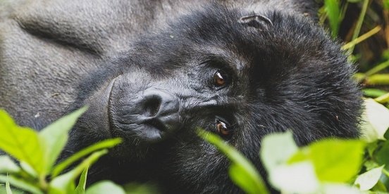 Berggorilla schaut direkt in die Kamera