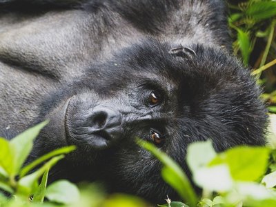 Berggorilla schaut direkt in die Kamera