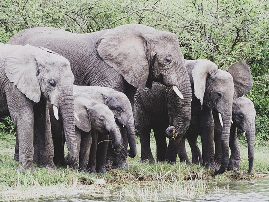 Elefantenherde an einem Fluss, um zu trinken