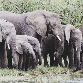 Elefantenherde an einem Fluss, um zu trinken