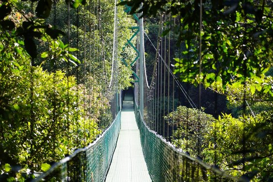 Hängebrücke umgeben von Regenwald