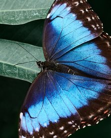 Blauer Morpho auf einem Blatt