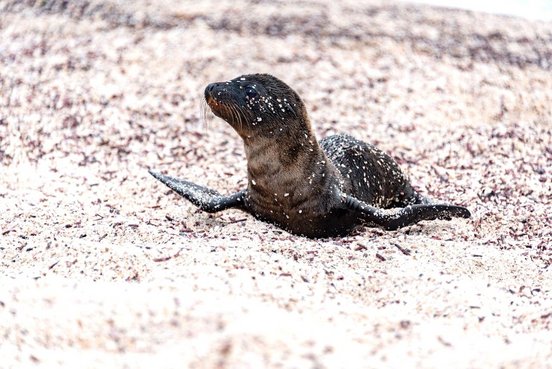 Babyseelöwe am Strand