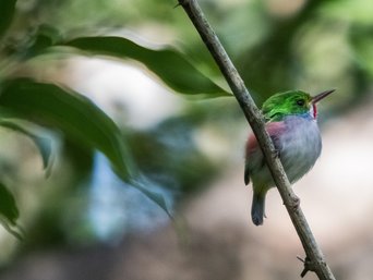 Ein kleiner Cartacuba oder auch Kubatodi genannt, sitzt auf einem Ast.