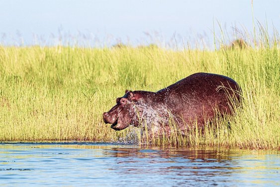 Flusspferd rennt ins Wasser