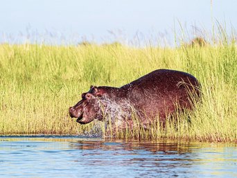 Flusspferd rennt ins Wasser