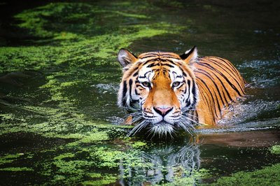 Tiger schwimmt in einem See