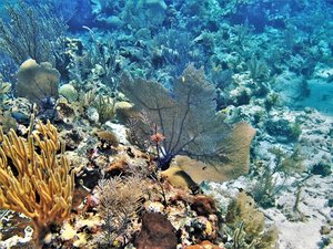 Das berühmte und gefährdete Korallenriff in Belize.