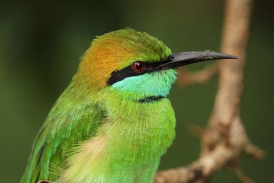 Smaragdspint in Sri Lanka