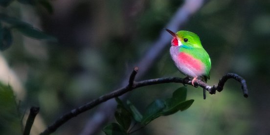 Bunter Vielfarbentodi auf einem Ast