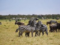Zebras und Büffel grasen gemeinsam