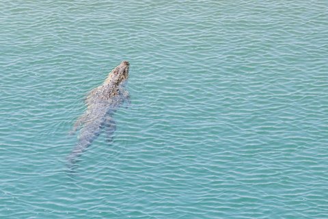 Ein ausgewachsenes Sumpfkrokodil schwimmt in einem klaren Fluss