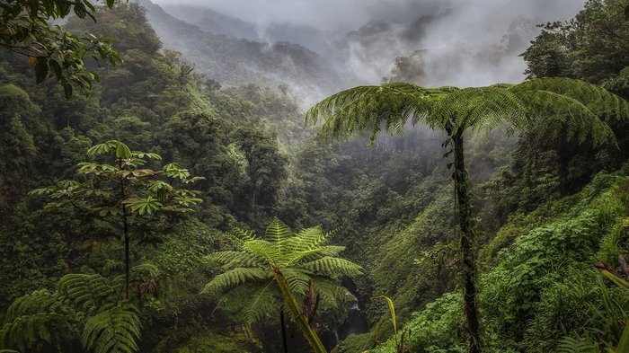 Der immergrüne Regenwald in Costa Rica.