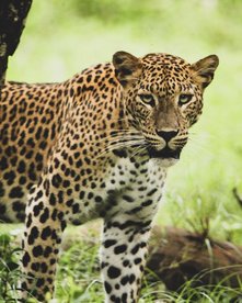 Ceylon Leopard schaut hinter einem Baum hervor