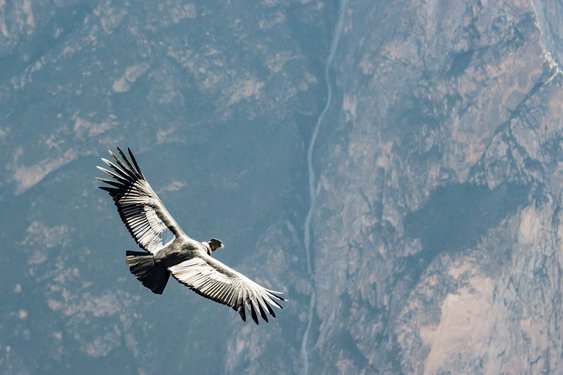 Anden-Kondor im Flug