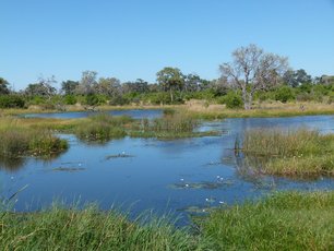Botswana Moremi