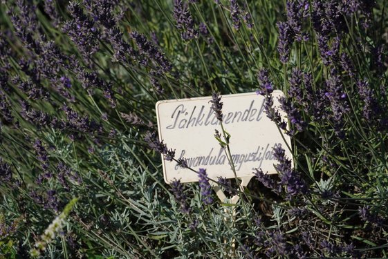 Kleines Schild mit der Beschriftung "Lavendel" in einem Lavendelbusch