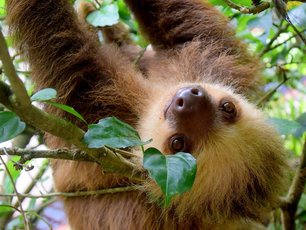 Faultier hängt kopfüber an einem Ast