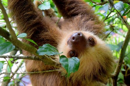 Costa Rica Faultier Faultier hängt kopfüber an einem Ast