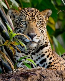 Nahaufnahme eines Jaguars