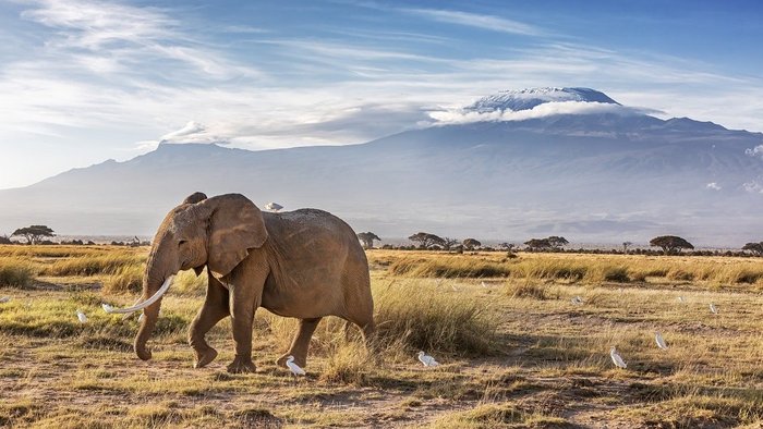 Elefant vor dem Kilimandscharo in Tansania