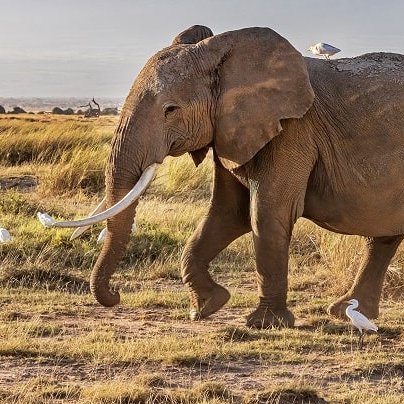 Elefant vor dem Kilimandscharo in Tansania