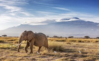 Elefant vor dem Kilimandscharo in Tansania