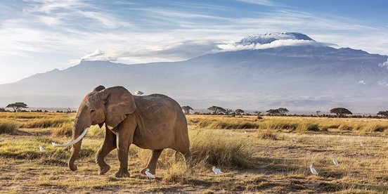 Elefant vor dem Kilimandscharo in Tansania