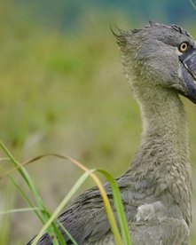 Uganda Schuhschnabel Schuhschnabel im Sumpf