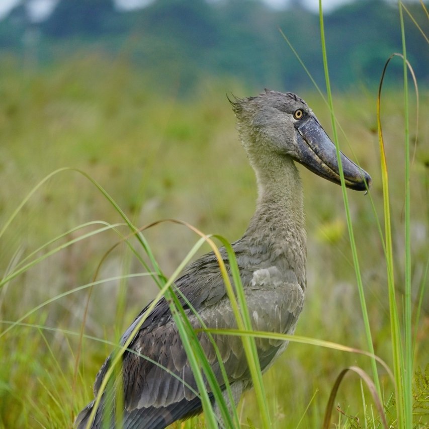 Schuhschnabel im Sumpf