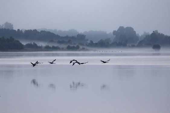 Kraniche fliegen über einen nebligen See