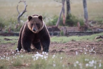 Braunbär auf Blumenwiese