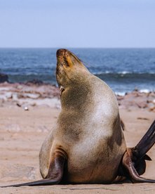 Seelöwe am Strand von namibia streckt sich