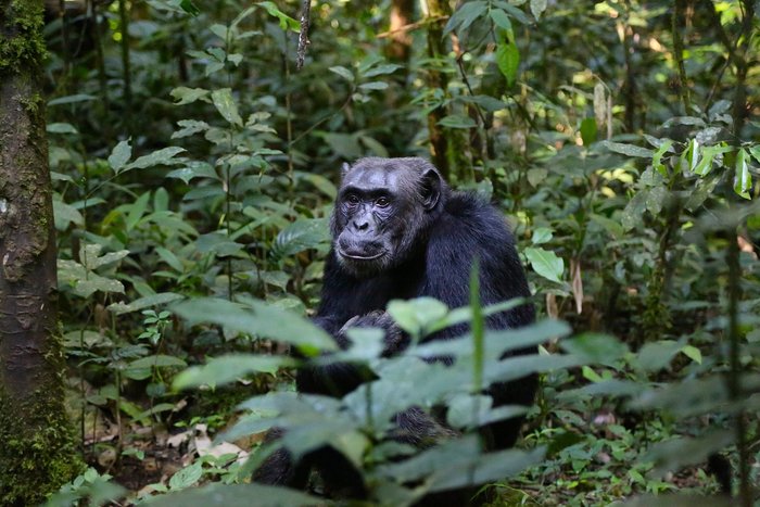 Schimpanse im dichten Dschungel