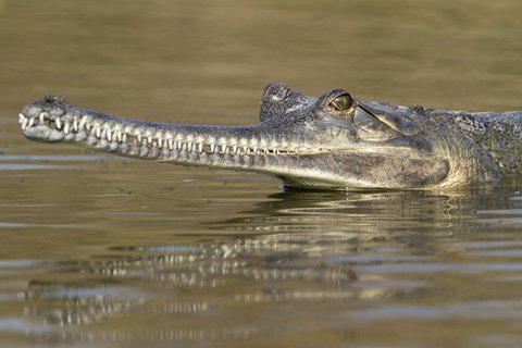 Nahaufnahme eines Gavials in einem Fluss