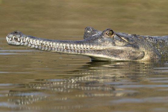 Nahaufnahme eines Gavials in einem Fluss