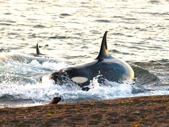 Orca am Strand jagt Seelöwen auf der Halbinsel Valdés